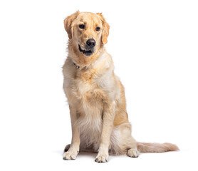 Fototapeta premium Golden retriever sitting and panting on white background