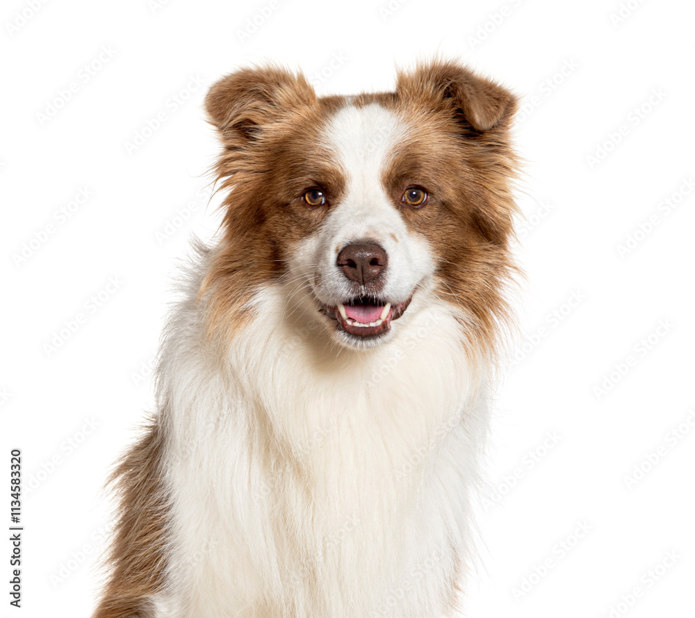Poster Border collie posing and smiling on white background