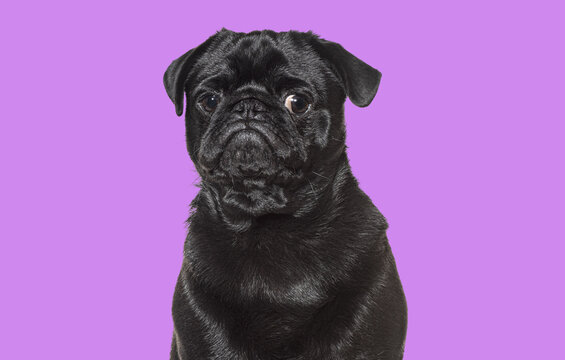 Black pug posing on purple background, purebred dog looking adorable