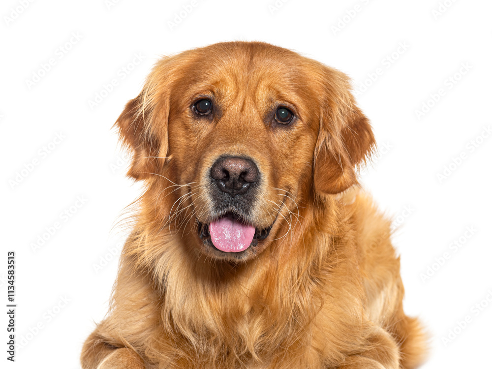 Poster golden retriever lying down and panting on white background