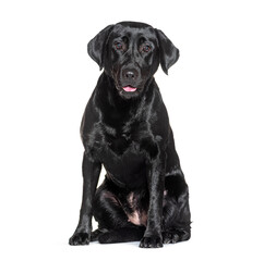 Black labrador retriever sitting and panting on white background