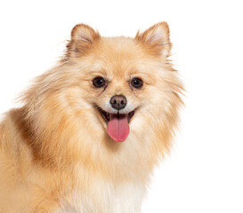 Happy pomeranian dog panting and smiling on white background