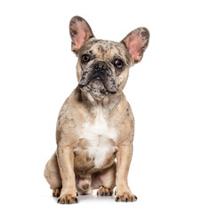 Merle french bulldog sitting and looking, isolated on white