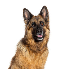German shepherd dog looking up with white background