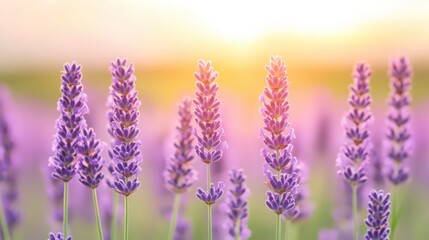 Fototapeta premium A field of purple lavender flowers with the sun shining on them