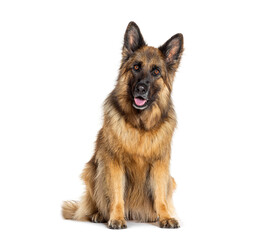 German shepherd dog sitting and panting on white background