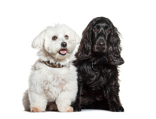 White maltese and black english cocker spaniel sitting together