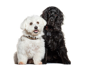 White maltese and black cocker spaniel sitting together