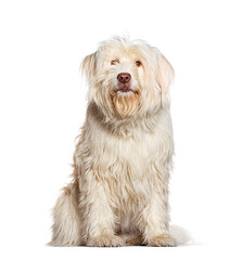White long haired Romanian Mioritic Shepherd Dog sitting and looking at camera on white background