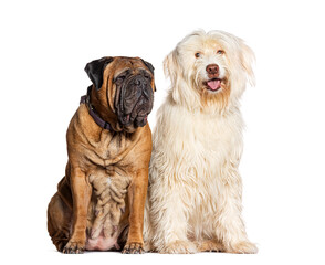Bullmastiff and pyrenean shepherd dog sitting together, isolated on white