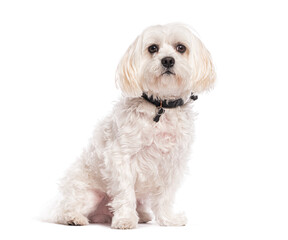 White dog sitting and wearing a black collar on white background