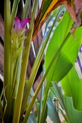 Fototapeta premium Temu pauh flowers with a beautiful purplish color
