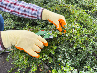 A gardener is meticulously pruning greenery using shears and wearing gloves in an outdoor garden