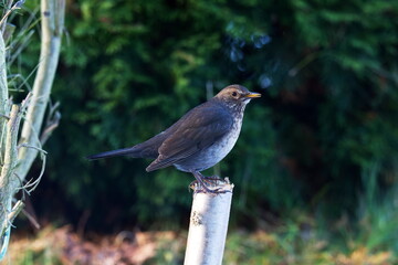 Portrait eines Amselweibchen