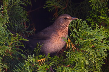 Portrait eines Amselweibchen
