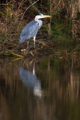 Graureiher beim Fischfang an der Spree