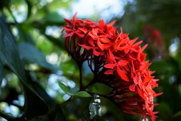 Ashoka flowers are flowers that originate from South and Southeast Asia, especially India, Sri Lanka, Thailand and Indonesia. This flower has the scientific name Saraca asoca.