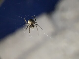 Macro photo of a small spider sitting on a spider web.