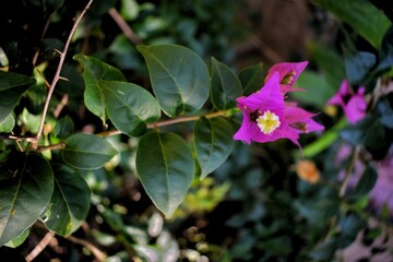 Purple paper flowers are widely cultivated because they are easy to grow and adapt to all places, especially tropical areas.