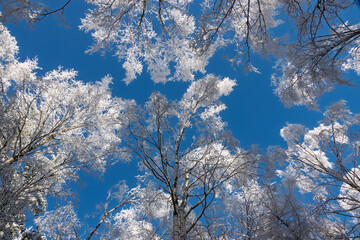 Sunny winter day. Tops birch trees with snow against blue sky