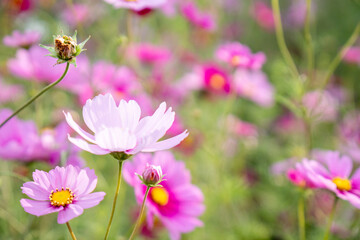 秋の日差しを受けて咲くコスモスの花2
