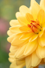 黄色いダリアのアップ