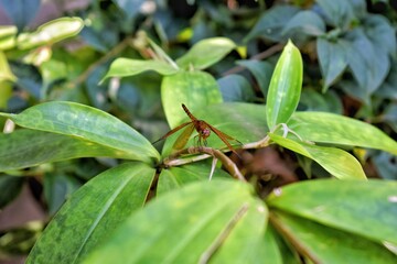 leaf twigs where dragonflies perch during the day