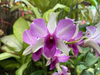 Blooming Purple Orchid Flowers in Lush Green Botanical Garden Setting
