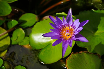 Lotus in the garden for background image