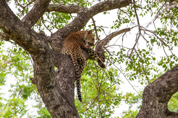 Leopard lying in a tree licking itself clean