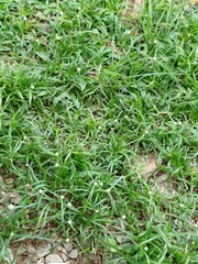 green grass background