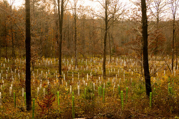 Fototapeta premium Tree nursery in the forest, plastic tubes protecting seedlings