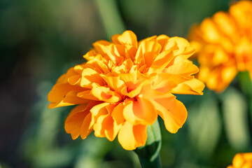 鮮やかなオレンジ色のマリーゴールド