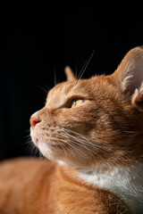 Close-up portrait of a ginger cat with intense golden eyes, illuminated by natural sunlight against a dark background. A calm and thoughtful moment showcasing the cat's elegant profile.