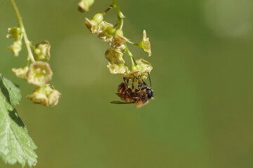 Closeup red mason bee (Osmia bicornis) family Megachilidae on the flowers of a Ribes sanguineum, flowering redcurrant or red currant (Ribes rubrum).	