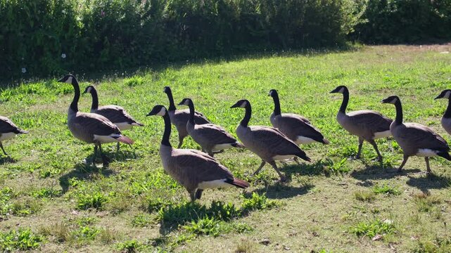 Canadian Geese Farm goose on green grass loan living life