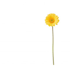 A vibrant yellow flower standing tall, symbolizing beauty and nature's elegance., isolated on a transparent background.