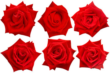 Six bright red roses blooming isolated on the white background.Photo with clipping path.