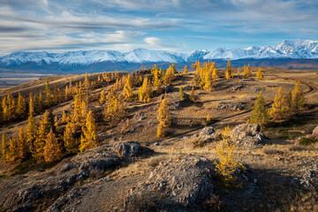 Golden larch trees on a rocky slope with distant mountains under a vibrant sky.