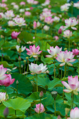 ピンクと白の美しい蓮の花畑