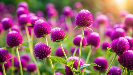 Vibrant purple globe amaranth flowers on a sunny day, blooms, nature, colorful, petals, flora, botanical, garden, plant, close-up
