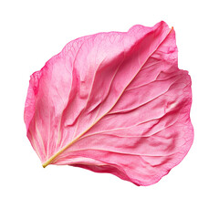 Obraz premium Delicate Pink Petal Isolated on Black Background