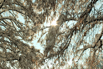 Winter, the sun shines through the snow-covered trees. Lots of snow and snowdrifts