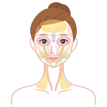 顔の筋肉の仕組み　美容　表情筋