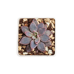 Echeveria Lulu with purple easy leaves top view. Succulent in pot