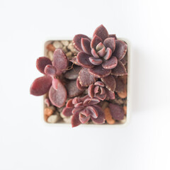 Beautiful rare succulent Sinocrassula Densirosulata plan on white background