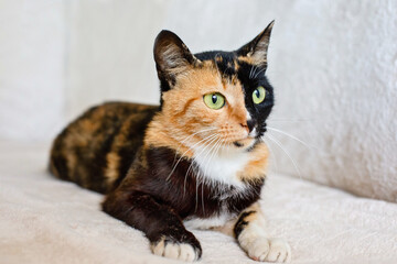 Domestic young multi colour cat sitting on comfortable sofa at home