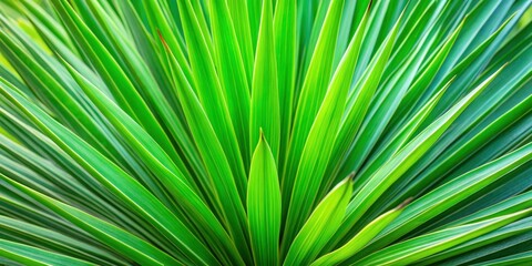 Obraz premium Close up of vibrant green palm yucca leaves, palm yucca, tropical, green, vibrant, close-up, nature, plant, botany