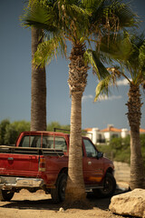 old car in palm trees