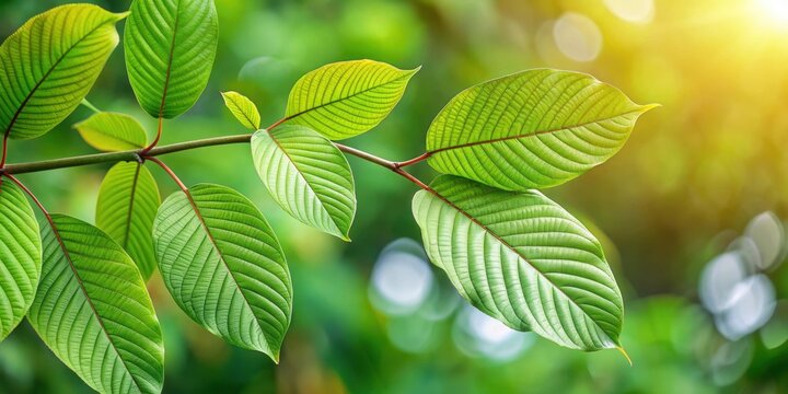 Branch of green Kratom leaves on a natural background, kratom, mitragyna speciosa, plant, green